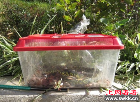 作死大学生居然在宿舍养毒蛇 