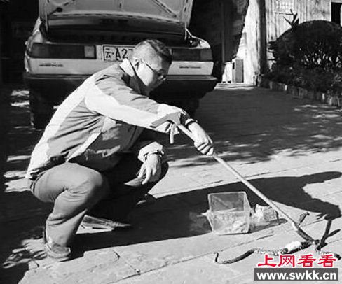 菜花原矛头蝮蛇长约1米 吓坏路人！