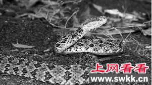 喜山南坡山沟惊现矛头蝮蛇
