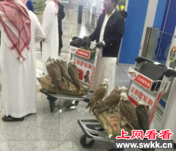 惊奇！阿拉伯富商包机护送猎隼