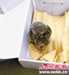 猎隼猫口中被人救出 系国家二级保护动物