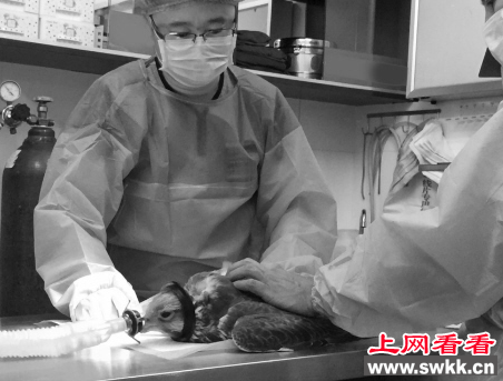 猛禽救助专家对猎隼进行了翅膀接骨手术