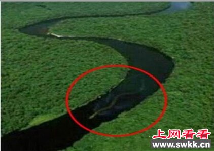 世界最大蟒蛇