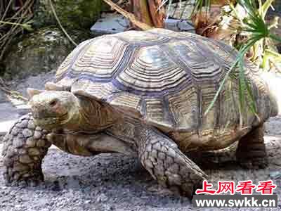 世界最大的乌龟