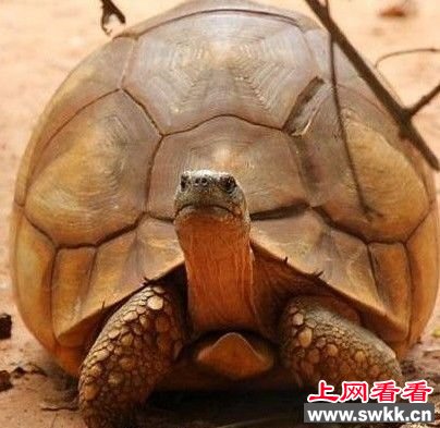 世界最大的乌龟
