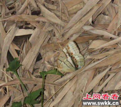 中国竹子之乡发现奇特枯叶蝶