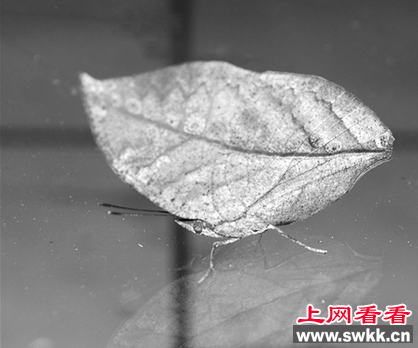 枯叶蝶