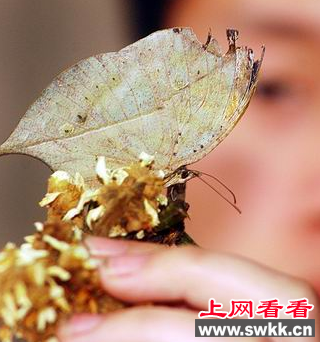 大足县物价局办公室飞来一只枯叶蝶