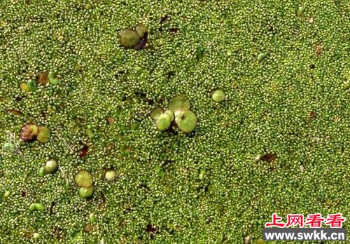世界上最小的花