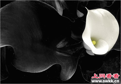 世界上最美的花