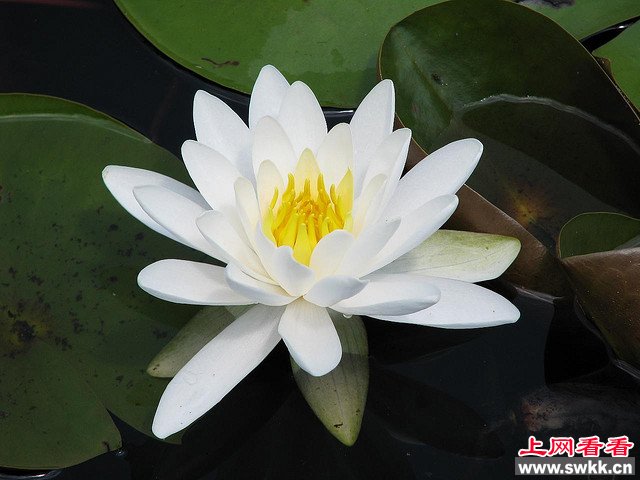 睡莲