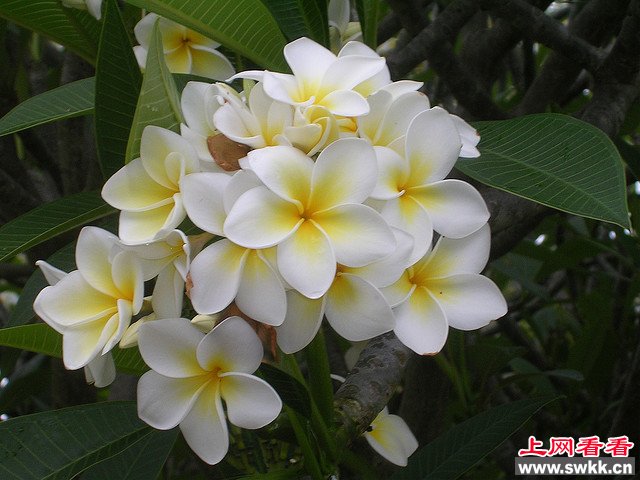 世界上最美的花