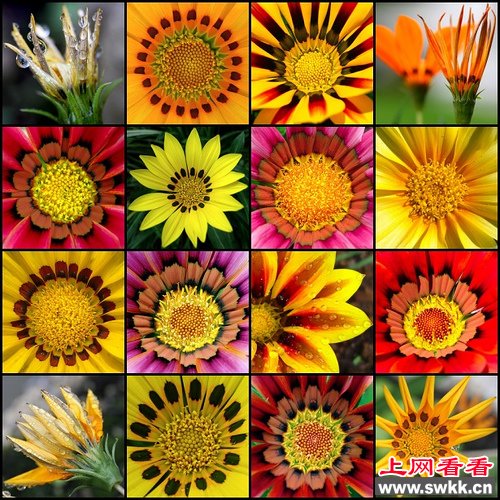 非洲菊