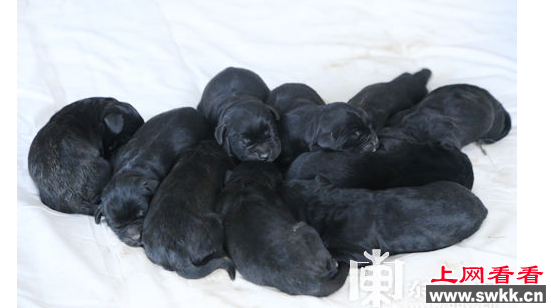 纽芬兰犬一窝生了10只萌宝