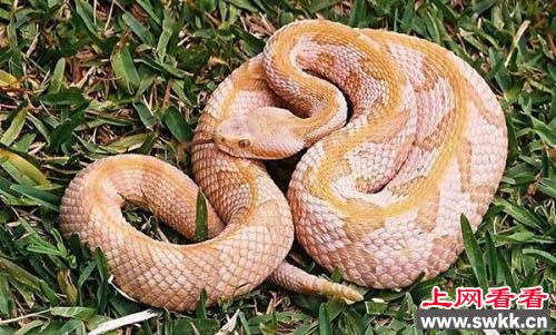 世界上最毒的蛇排名
