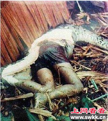 世界上最大的蛇吃人