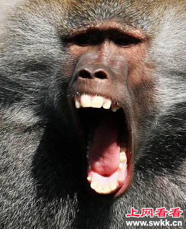 人类语言的起源或来自狒狒的叫声