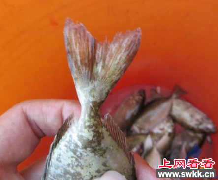 篮子鱼因气泡病大量死亡