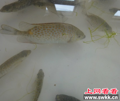 山东文登引进新物种：篮子鱼