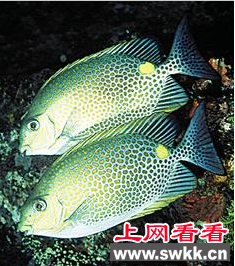 篮子鱼工厂化养殖模式研究开启