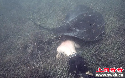 摄影师捕捉到鳐鱼轻吻潜水员画面