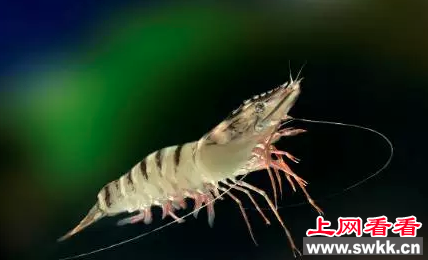 中国政府决定停止进口斑节对虾
