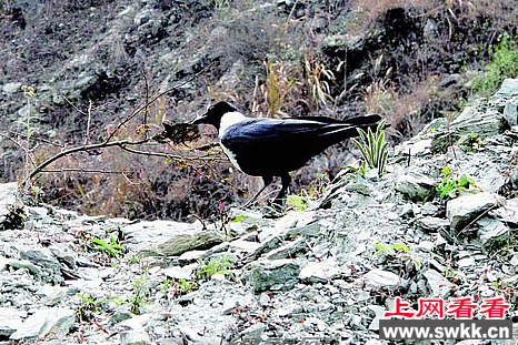 绵阳首次发现保护鸟类白颈鸦