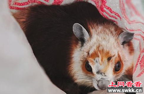 濒危动物飞鼠惊现居民楼内