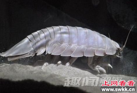 揭秘：大王具足虫真的能吃吗？