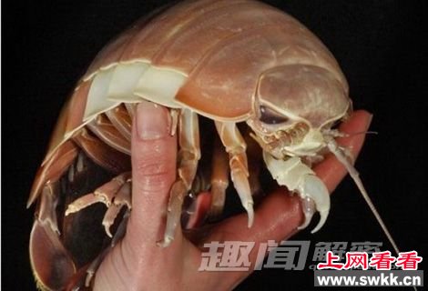 揭秘：大王具足虫真的能吃吗？