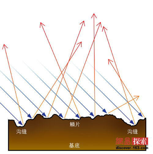 巨棘龙鳞片横截面漫反射示意图(绘图-谢猛)