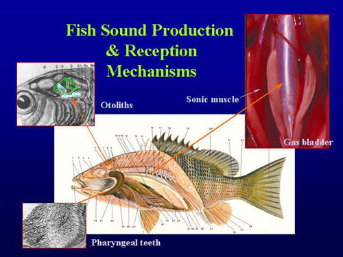 鱼的解剖图说明其发声机理与气泡和肌肉有关