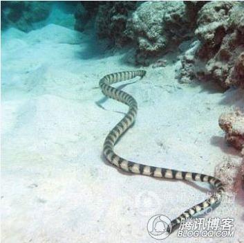 世界一碰即死的毒物