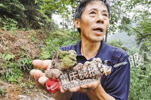 像蛇那样长恐怖生物 綦江发现史前巨蚯蚓