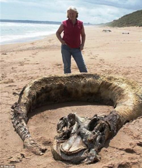 英夫妇海滩发现9米长海怪 尸体头尾可辩
