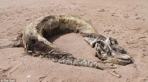英夫妇海滩发现9米长海怪 尸体头尾可辩